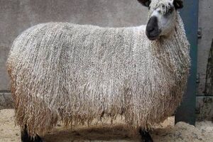 Teeswater - Long shiny fiber