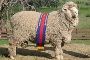 Classification and properties of wool